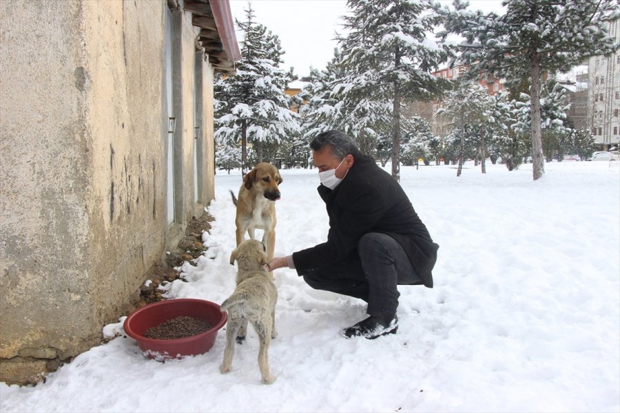 Seydişehir Belediyesi, Sokak Hayvanları İçin Doğaya Yem Bıraktı