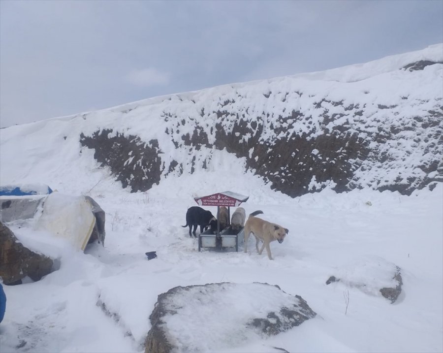 Seydişehir Belediyesi, Sokak Hayvanları İçin Doğaya Yem Bıraktı