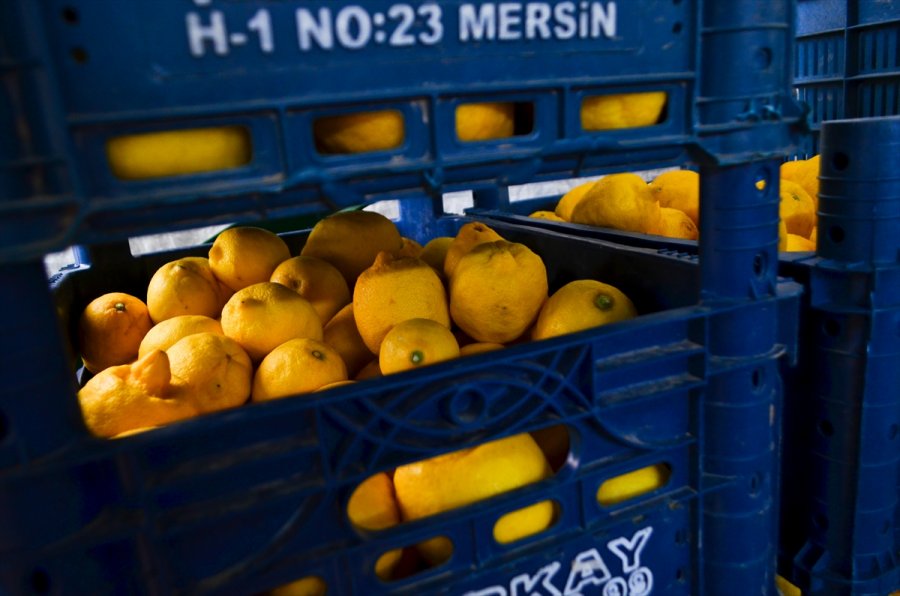 Türkiye'den Ocak Ayında 31,4 Milyon Dolarlık Limon İhraç Edildi