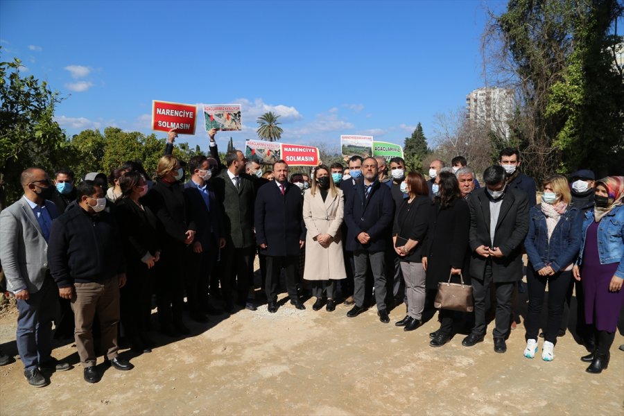 Antalya'da Narenciye Ağaçlarının Kesilmesine Tepki Gösterildi