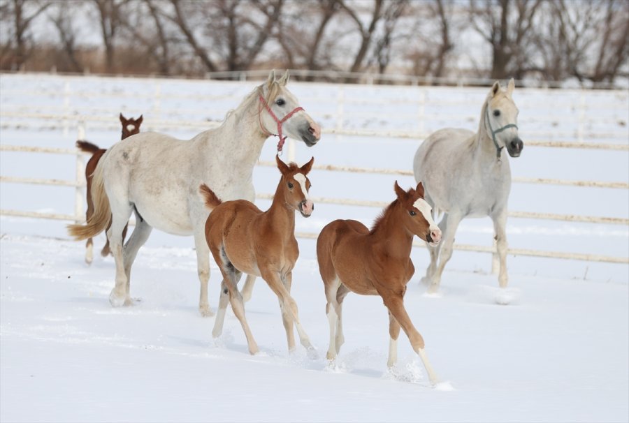 Şampiyonların Tayları
