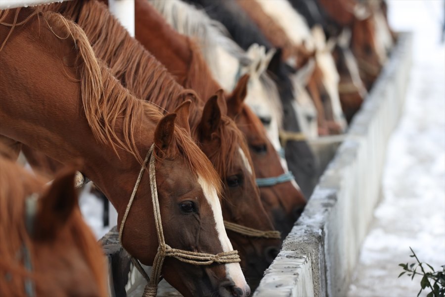 Şampiyonların Tayları