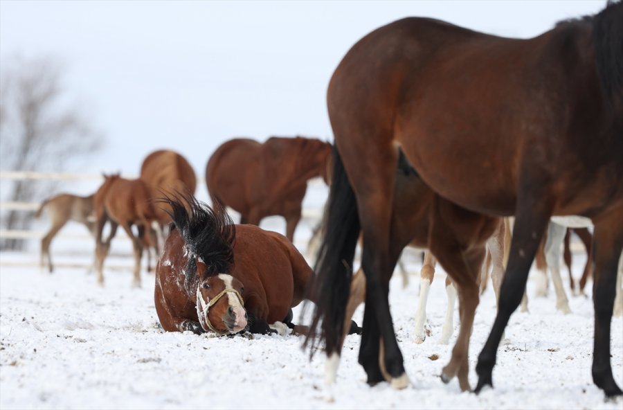 Şampiyonların Tayları