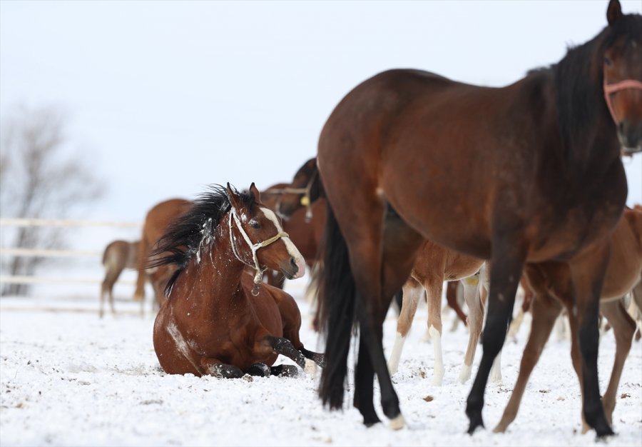 Şampiyonların Tayları