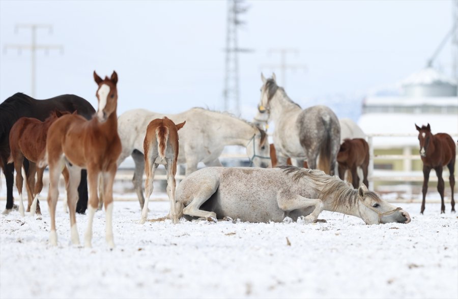 Şampiyonların Tayları