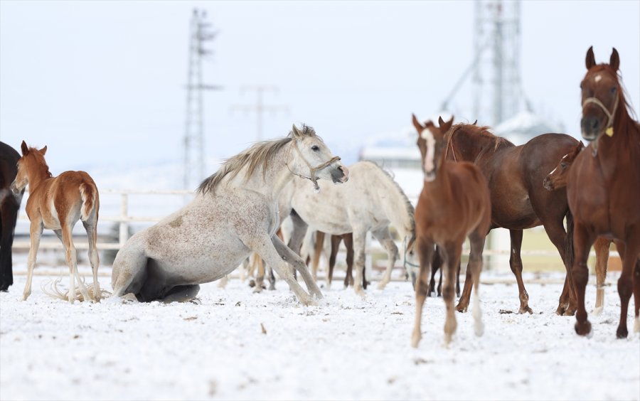 Şampiyonların Tayları