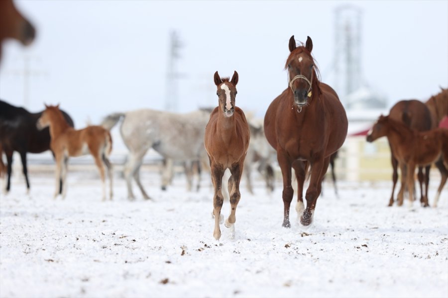 Şampiyonların Tayları