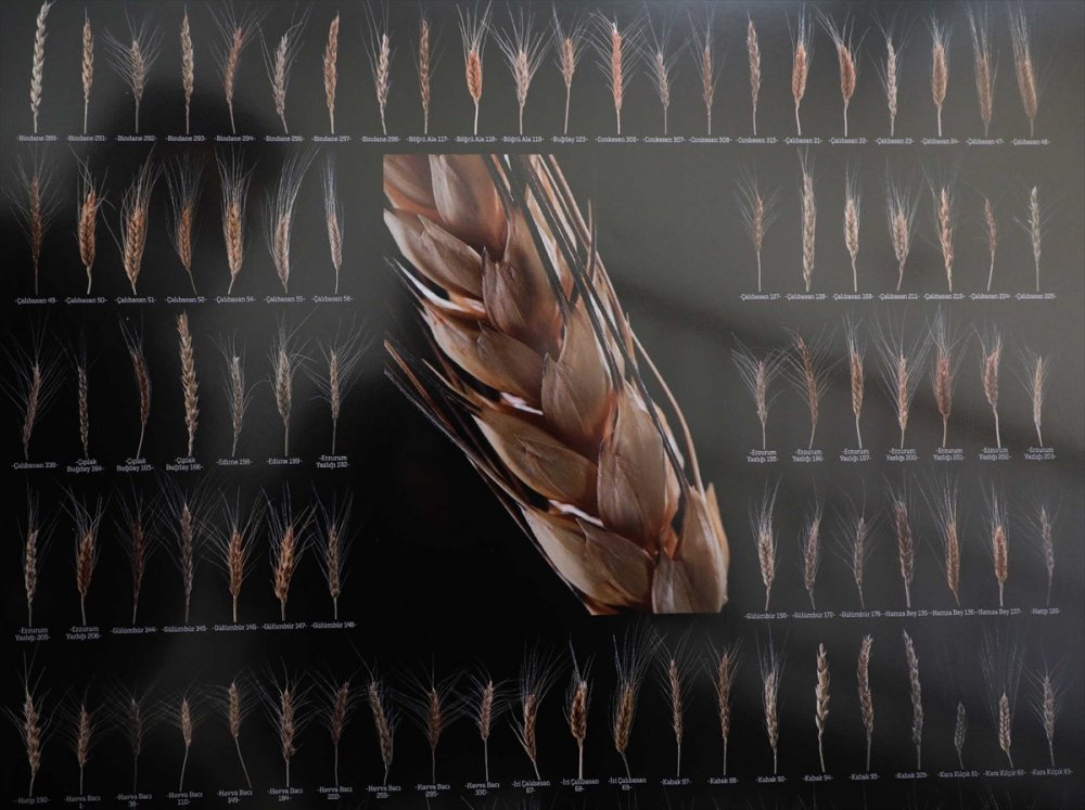 Vali Vahdettin Özkan, "türkiye Yerel Buğday Envanterinin Çıkarılması" Projesi Hakkında Bilgi Aldı