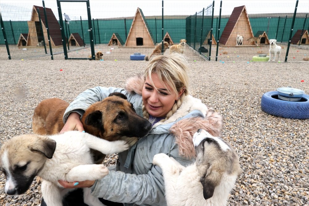 Yaptırdığı Barınakta Felçli Can Dostların Yaşama Tutunması İçin Mücadele Ediyor