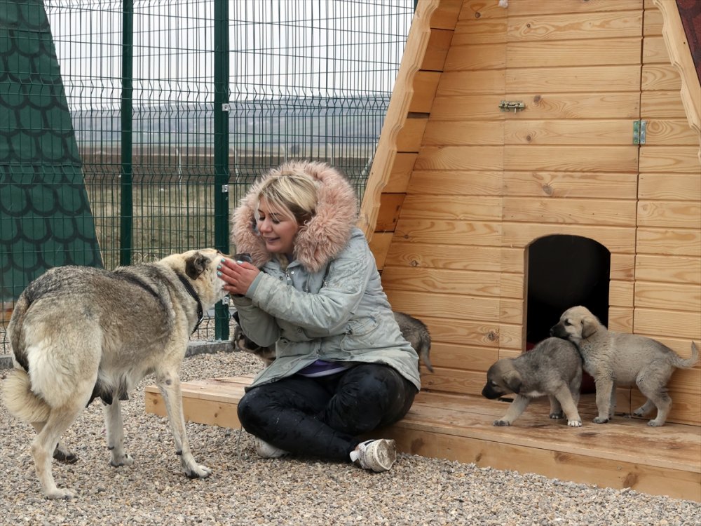Yaptırdığı Barınakta Felçli Can Dostların Yaşama Tutunması İçin Mücadele Ediyor