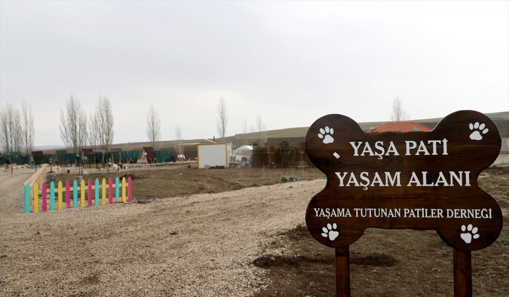 Yaptırdığı Barınakta Felçli Can Dostların Yaşama Tutunması İçin Mücadele Ediyor