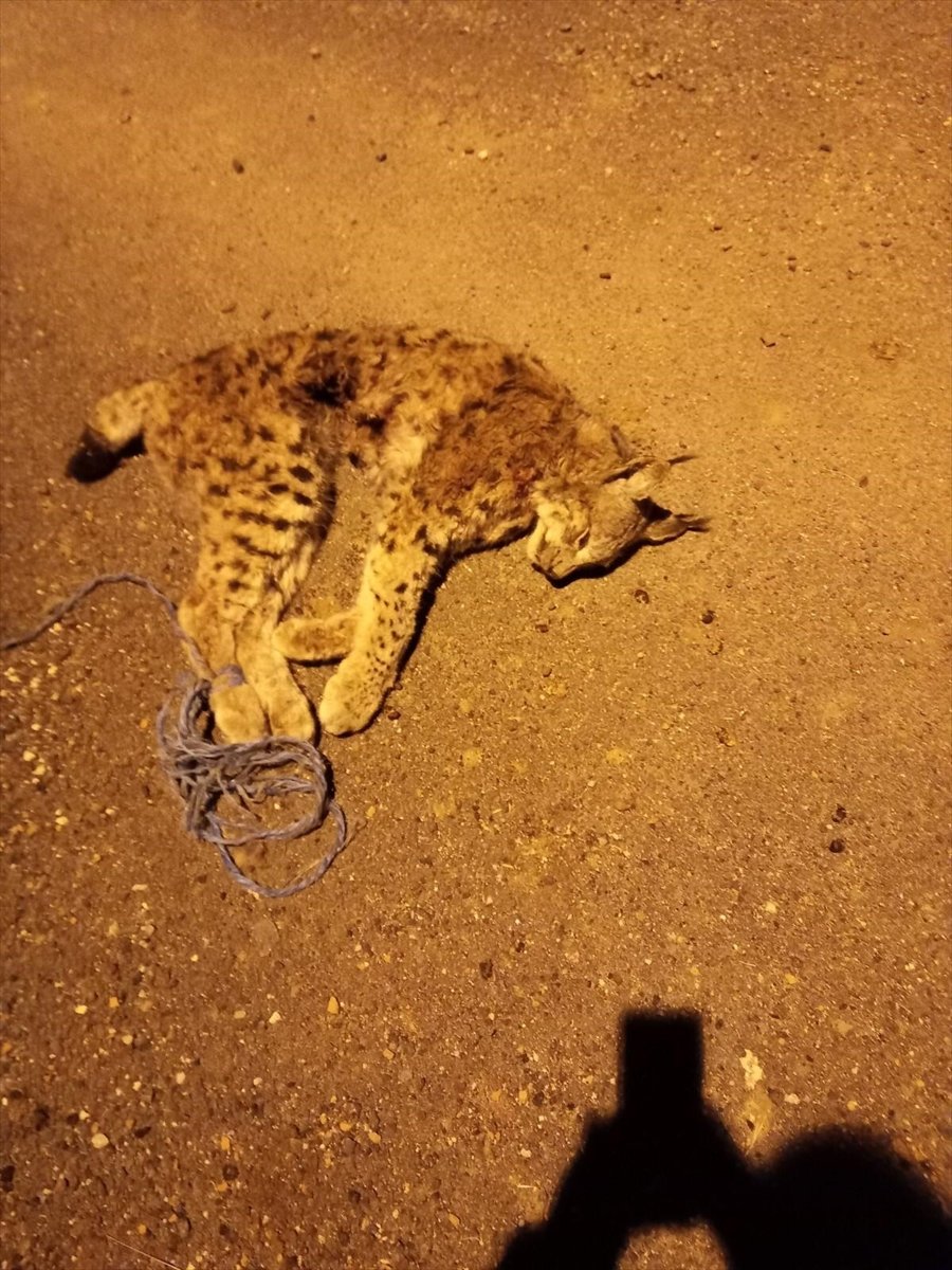 Niğde Valiliğinden Ölü Vaşak Açıklaması