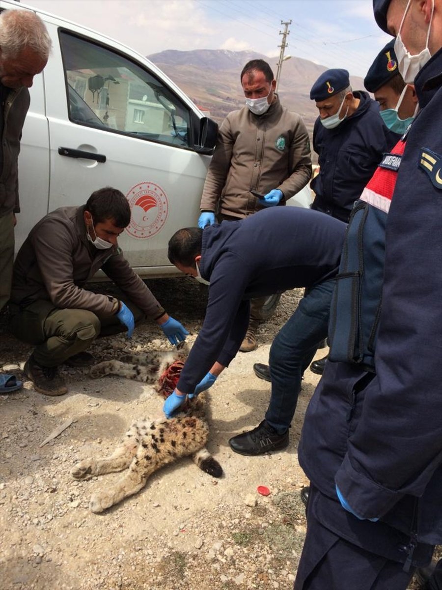 Niğde Valiliğinden Ölü Vaşak Açıklaması
