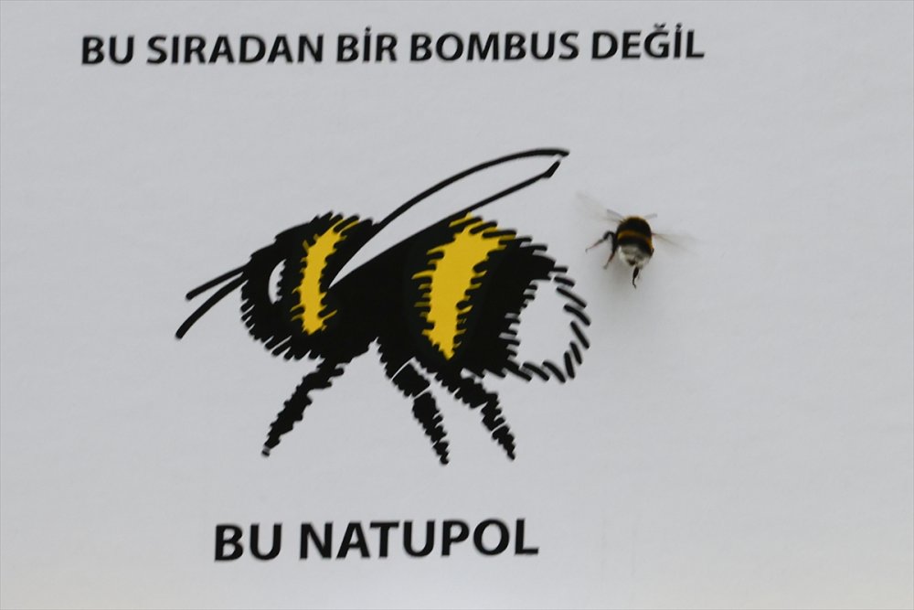 Seraların Doğal İşçileri "bombus Arıları" İle Hormonsuz Ürünler Yetiştiriliyor