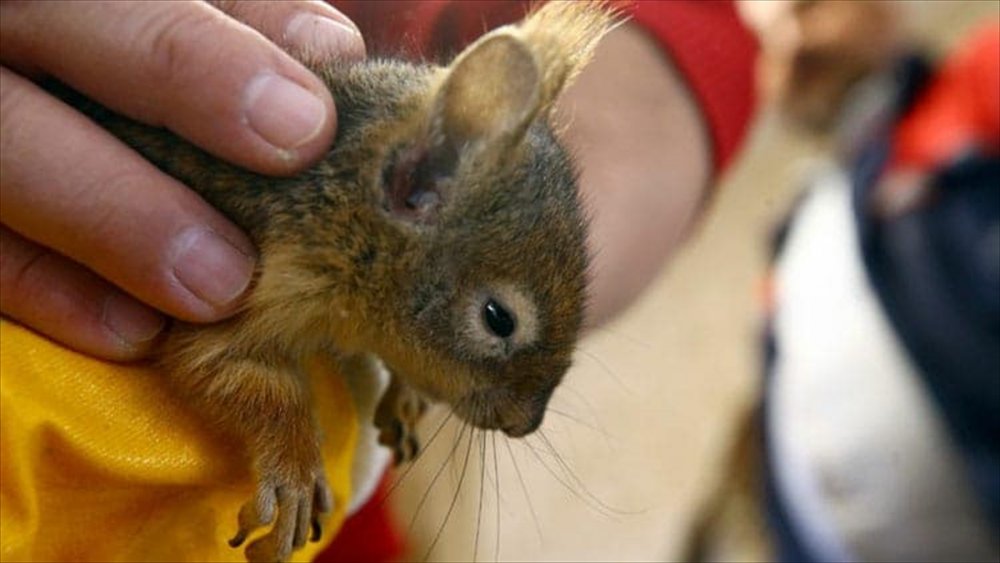 Konya'da Koruma Altındaki Sincapların Satışına Ceza Geldi