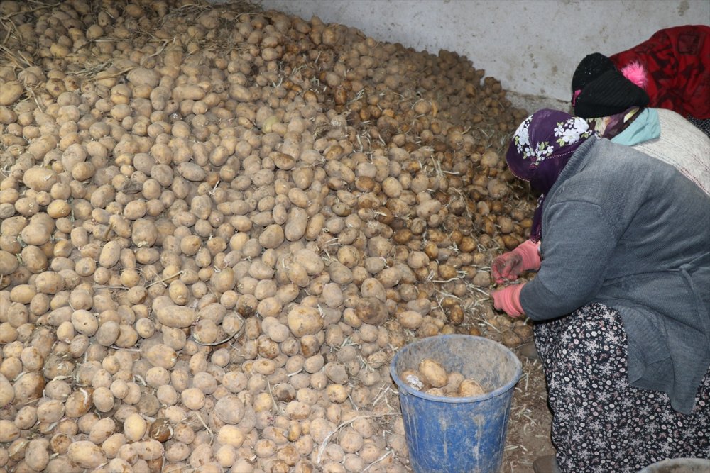 Patates Alımı Yapılan Niğdeli Çiftçiler, Cumhurbaşkanı Erdoğan'a Teşekkür Etti