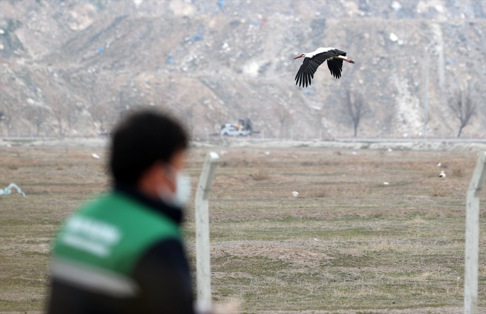 Konya'da Tarlalardaki Göçmen Leylekler Balıkla Besleniyor