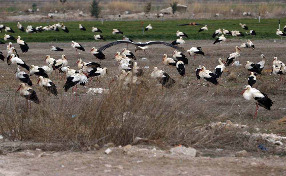Konya'da Tarlalardaki Göçmen Leylekler Balıkla Besleniyor