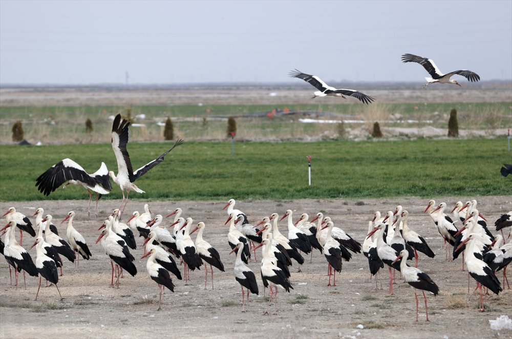 Konya'da Tarlalardaki Göçmen Leylekler Balıkla Besleniyor