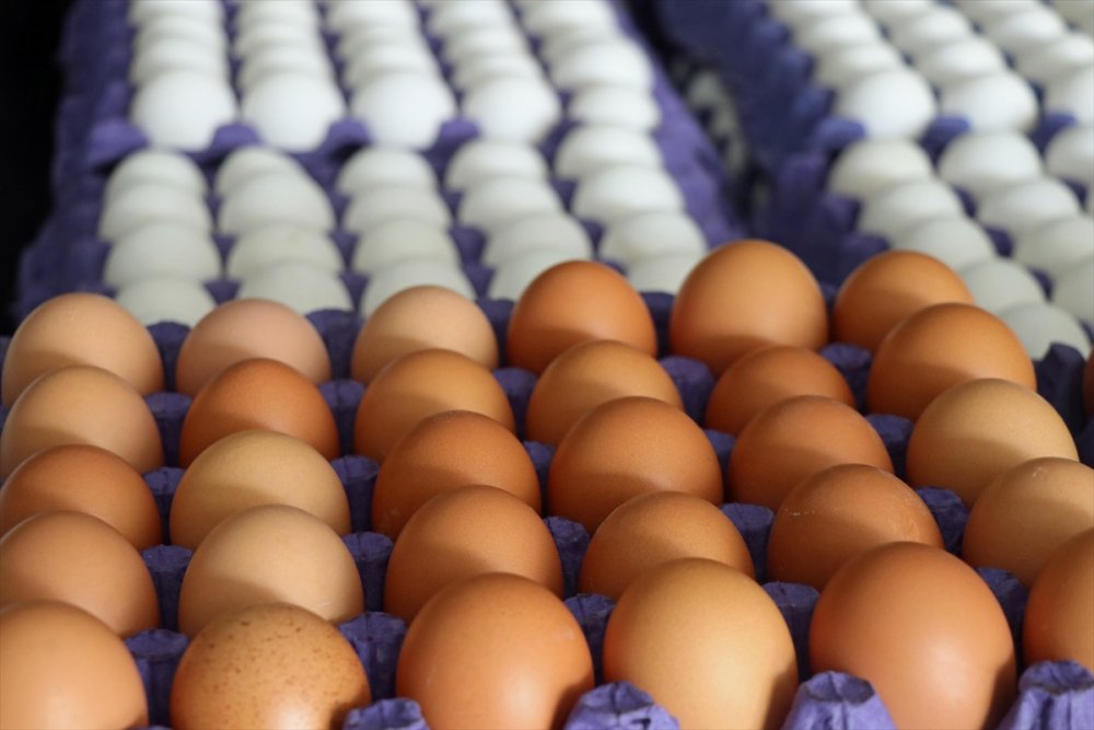 Yum-bir Başkanı Afyon, Yumurta Fiyatlarını Değerlendirdi: