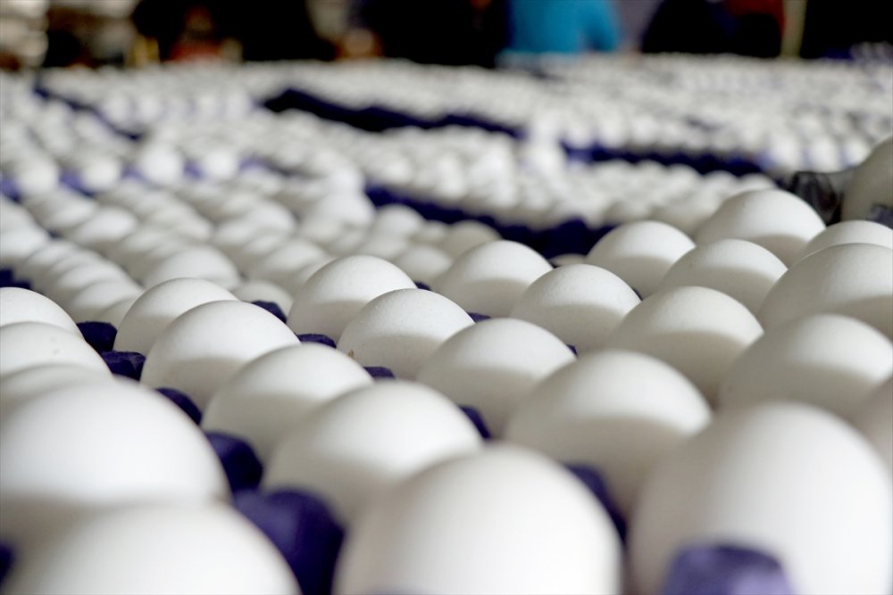 Yum-bir Başkanı Afyon, Yumurta Fiyatlarını Değerlendirdi: