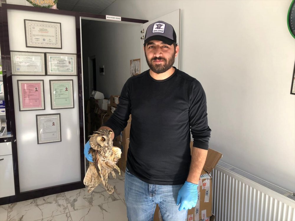 Karapınar'da Yaralı Bulunan Baykuş, Tedavi Altına Alındı