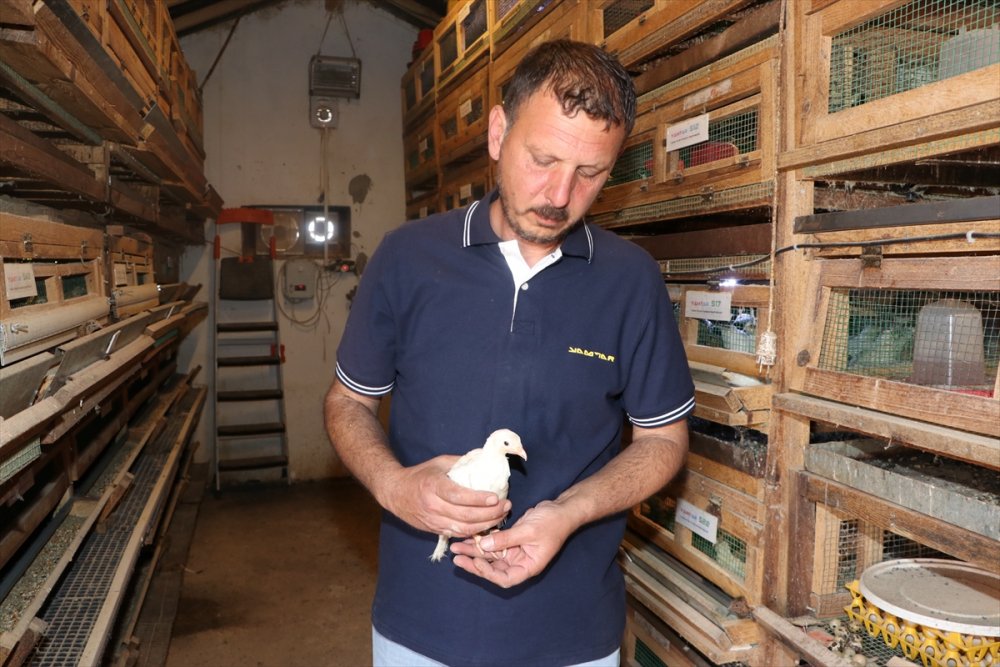 Karaman'da Islah Çalışmalarıyla 2 Kat Daha Fazla Et Ağırlığına Ulaşan Bıldırcın Türü Geliştirildi