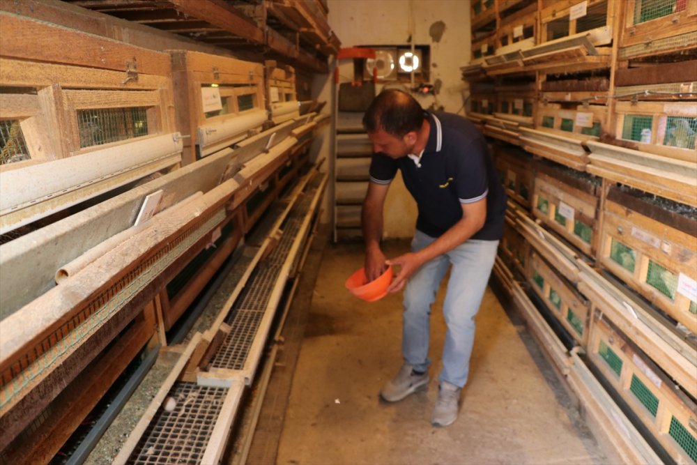 Karaman'da Islah Çalışmalarıyla 2 Kat Daha Fazla Et Ağırlığına Ulaşan Bıldırcın Türü Geliştirildi