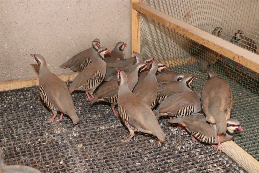 Karaman'da Islah Çalışmalarıyla 2 Kat Daha Fazla Et Ağırlığına Ulaşan Bıldırcın Türü Geliştirildi