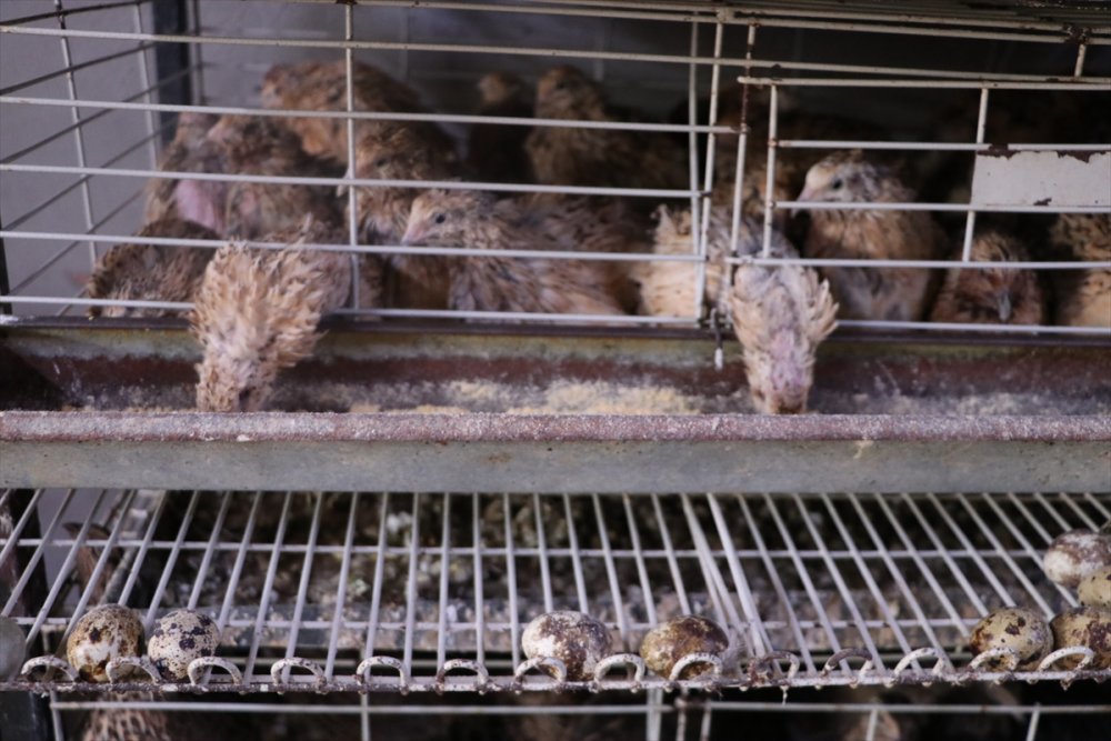 Karaman'da Islah Çalışmalarıyla 2 Kat Daha Fazla Et Ağırlığına Ulaşan Bıldırcın Türü Geliştirildi