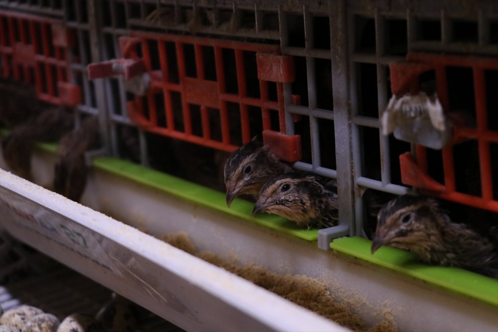 Karaman'da Islah Çalışmalarıyla 2 Kat Daha Fazla Et Ağırlığına Ulaşan Bıldırcın Türü Geliştirildi