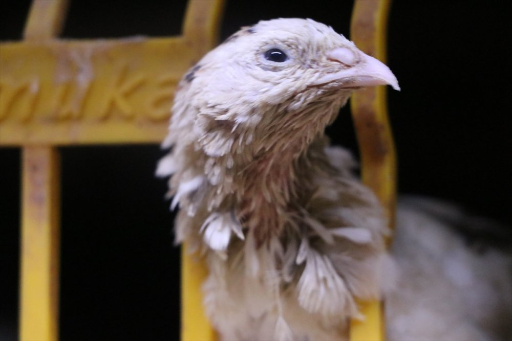 Karaman'da Islah Çalışmalarıyla 2 Kat Daha Fazla Et Ağırlığına Ulaşan Bıldırcın Türü Geliştirildi