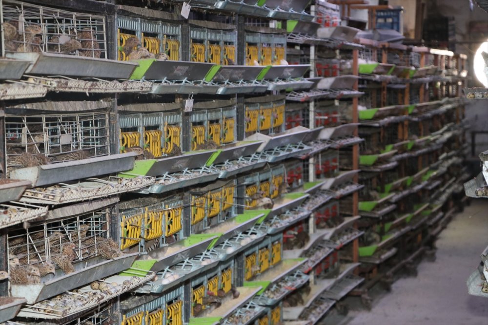 Karaman'da Islah Çalışmalarıyla 2 Kat Daha Fazla Et Ağırlığına Ulaşan Bıldırcın Türü Geliştirildi