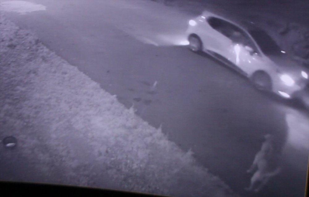 Antalya'da Bir Köpeğe Silahla Ateş Edilmesi Güvenlik Kamerasına Yansıdı