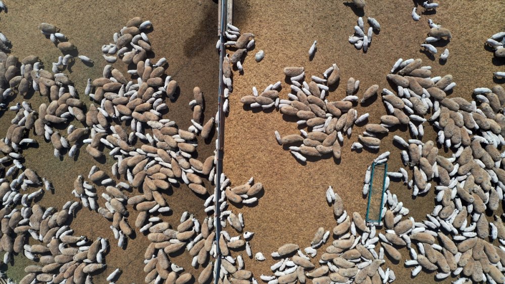 Kuzuların "Süt Koşusu"ndan Şahane Kareler