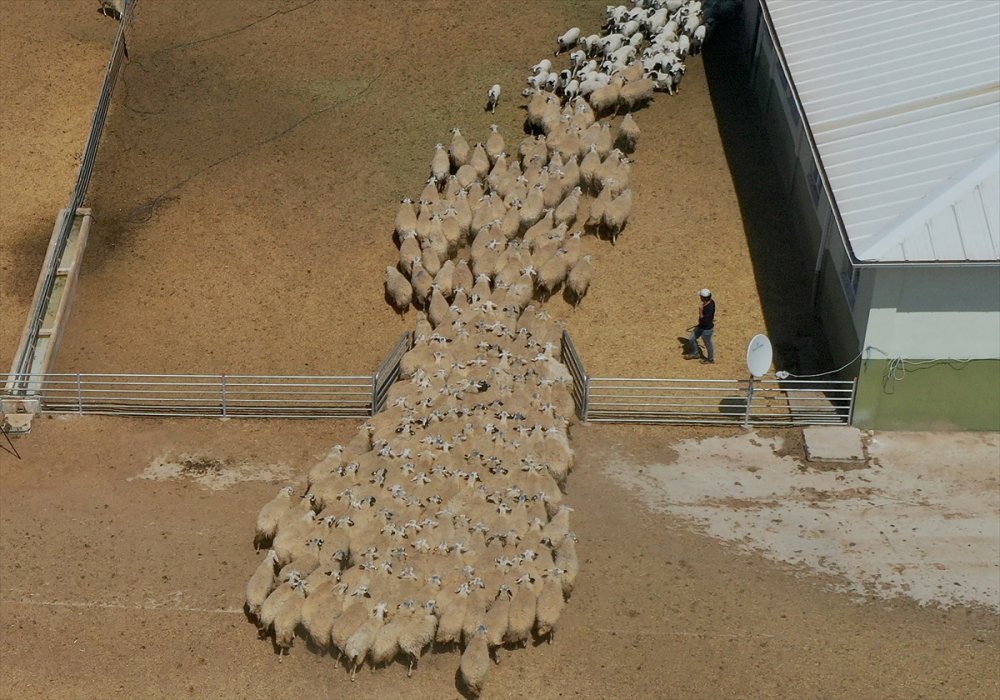 Kuzuların "Süt Koşusu"ndan Şahane Kareler