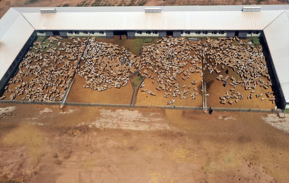 Kuzuların "Süt Koşusu"ndan Şahane Kareler