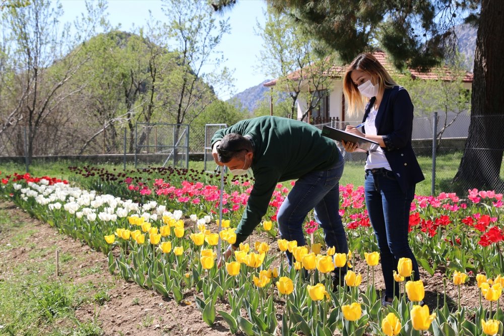 Antalya'da 10 Bin Lale Soğanının Açan Çiçekleri Görsel Şölen Sunuyor