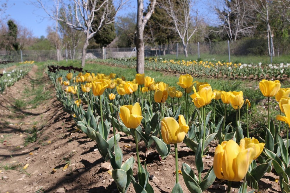 Antalya'da 10 Bin Lale Soğanının Açan Çiçekleri Görsel Şölen Sunuyor