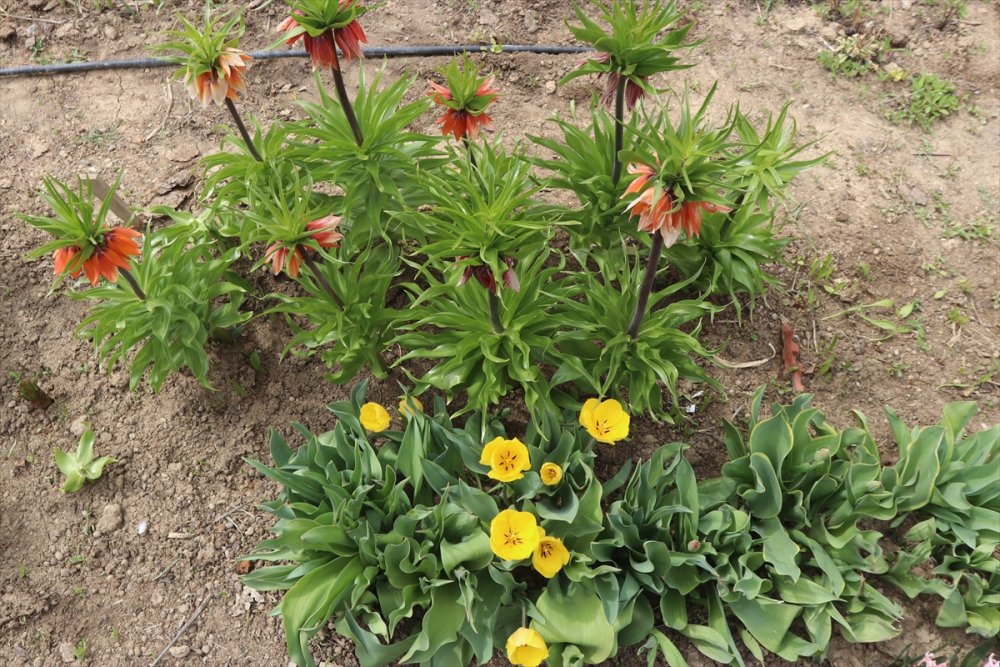 Karaman'ın Dağlarını Endemik Bitkilerle Donatacak