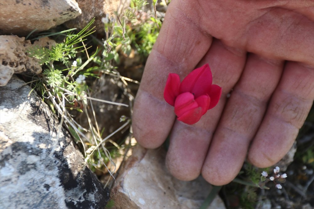Karaman'ın Dağlarını Endemik Bitkilerle Donatacak