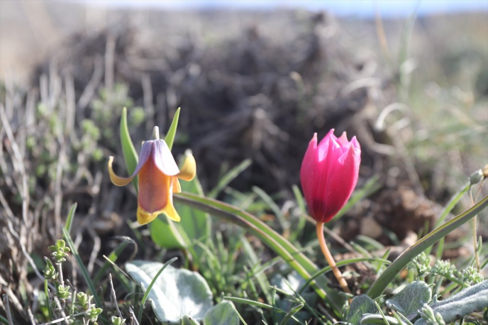 Karaman'ın Dağlarını Endemik Bitkilerle Donatacak