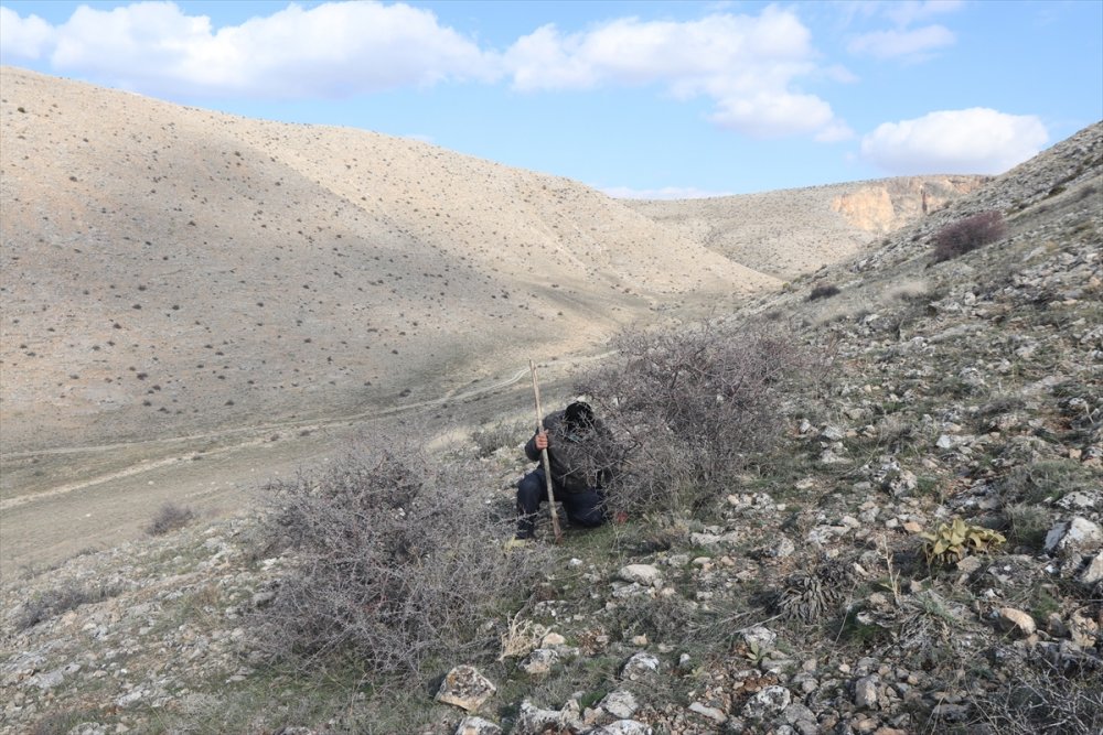 Karaman'ın Dağlarını Endemik Bitkilerle Donatacak
