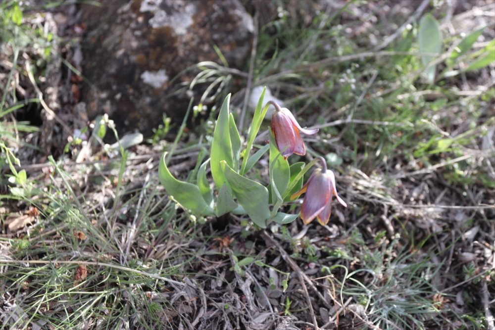 Karaman'ın Dağlarını Endemik Bitkilerle Donatacak