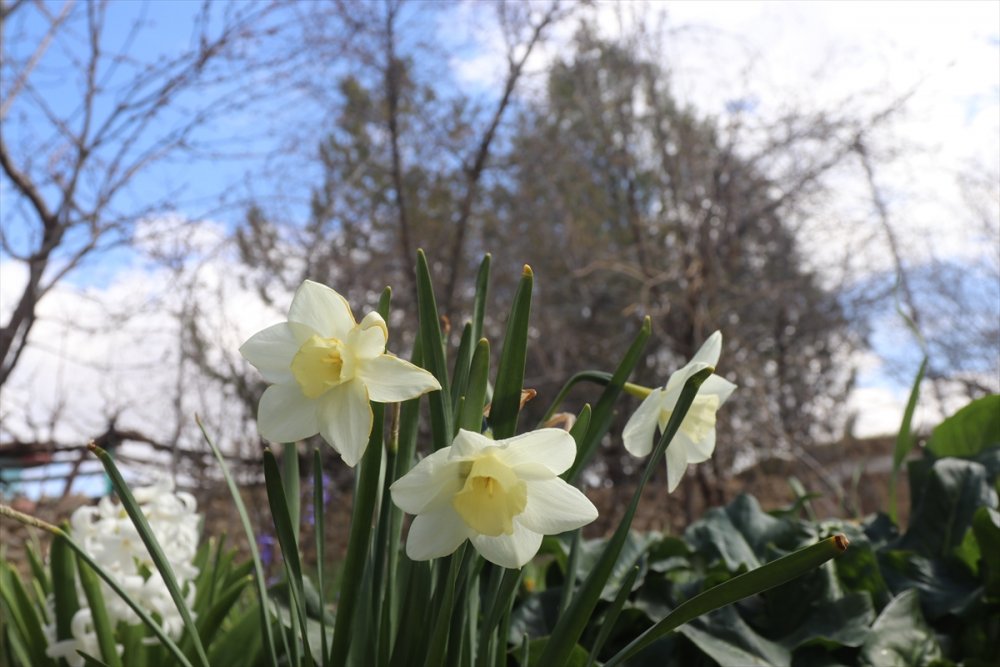 Karaman'ın Dağlarını Endemik Bitkilerle Donatacak