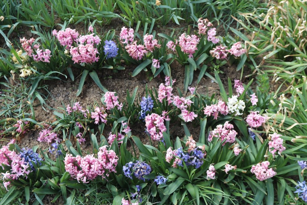 Karaman'ın Dağlarını Endemik Bitkilerle Donatacak