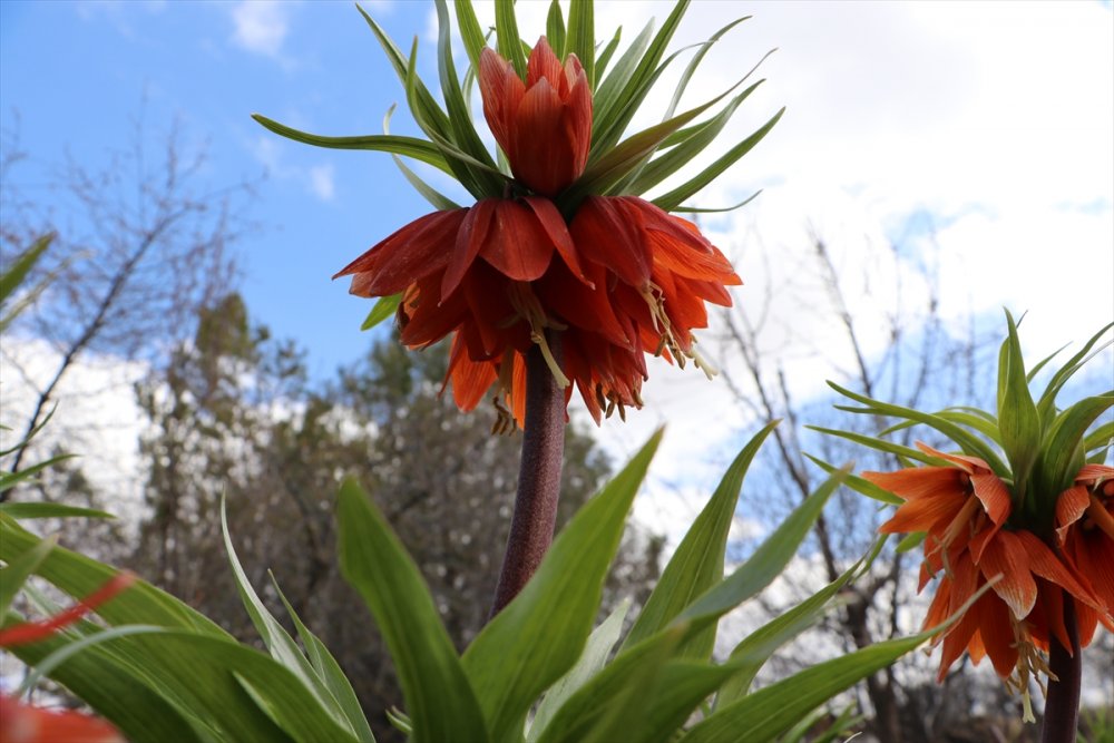 Karaman'ın Dağlarını Endemik Bitkilerle Donatacak