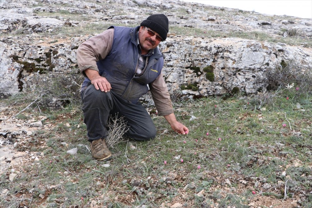 Karaman'ın Dağlarını Endemik Bitkilerle Donatacak