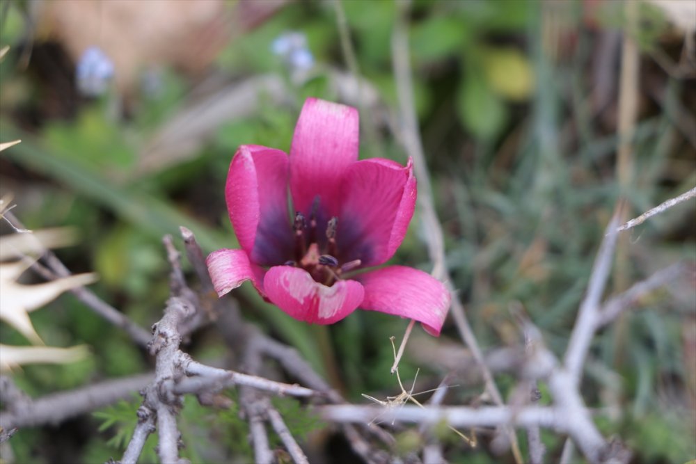 Karaman'ın Dağlarını Endemik Bitkilerle Donatacak