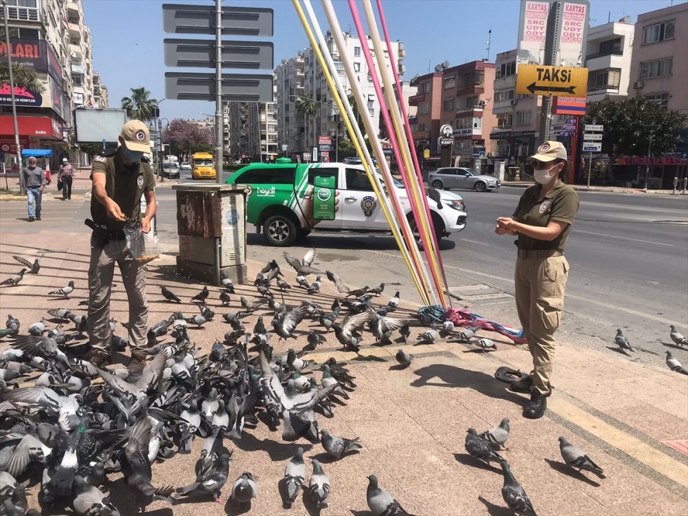 Mersin'de Sokak Hayvanları Unutulmadı